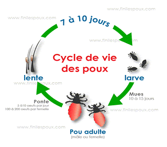Le traitement des helminthes par les semences de la courge